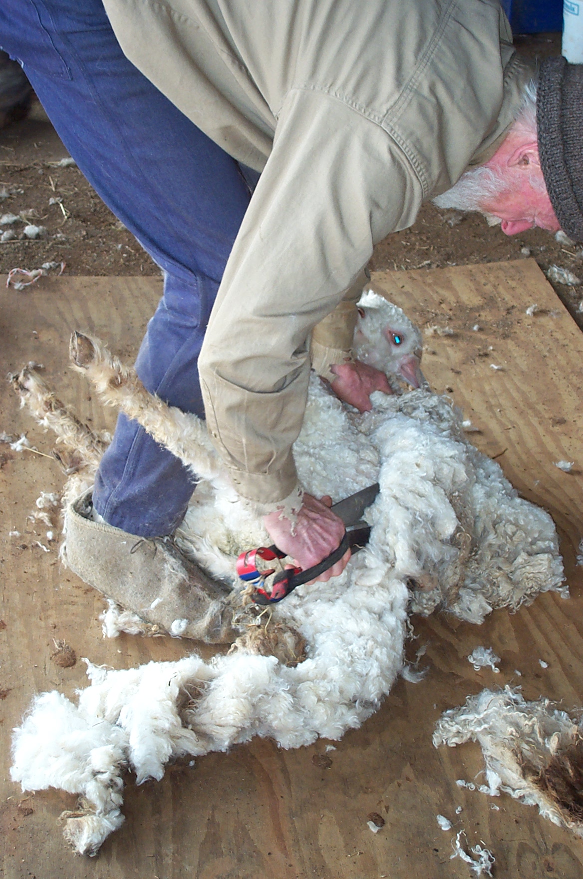 holding goat skin taut to shear cleanly